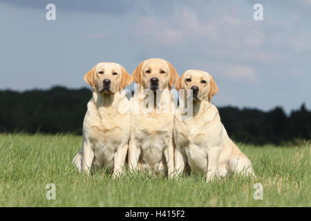 Hund Labrador Retriever drei Erwachsene verschiedenen Farben (gelb) in einer Wiese Gruppe von drei sitzen Stockfoto