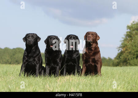 Hund, Labrador Retriever drei Erwachsene verschiedenen Farben (schwarz, Schokolade) sitzen in einer Wiese Gruppe von vier Stockfoto