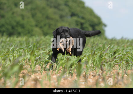 Hund Labrador Retriever Erwachsener (schwarz) stehen in einem wilden Spiel Erfahrungsbericht im Mund Stockfoto