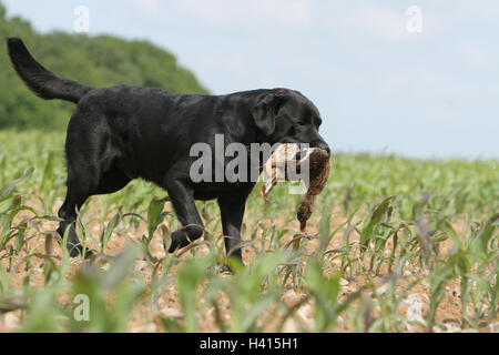 Hund Labrador Retriever Erwachsener (schwarz) stehen entfernten wild Spiel Bericht im Mund Stockfoto