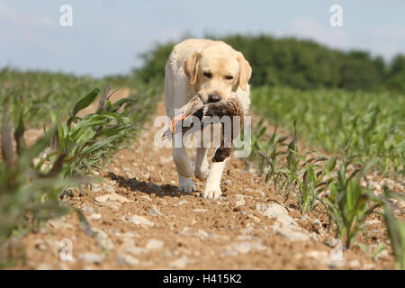 Hund Labrador Retriever Erwachsener (gelb) stehen in einem wilden Spiel Erfahrungsbericht im Mund Stockfoto