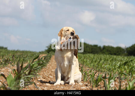 Hund Labrador Retriever Erwachsener (gelb) sitzen in einem wilden Spiel Erfahrungsbericht im Mund Stockfoto