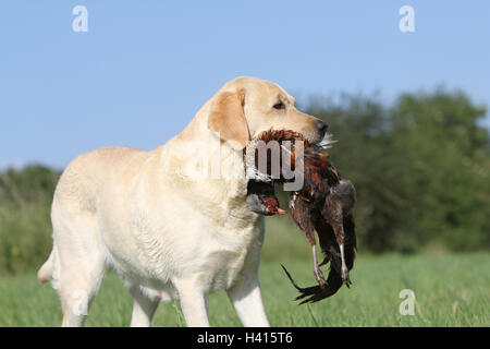 Hund Labrador Retriever Erwachsener (gelb) stehen in einer Wiese wild Spielbericht im Mund-portrait Stockfoto
