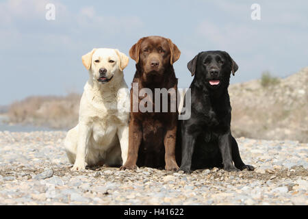 Auf einer Wiese sitzen Hund Labrador Retriever drei Erwachsene verschiedene Farben (Schokolade, gelb und schwarz) Stockfoto