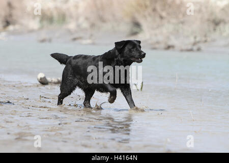 Hund Labrador Retriever Erwachsener (schwarz) gehen zum Fluss Stockfoto