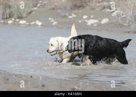 Hund Labrador Retriever zwei Erwachsene (schwarz und gelb) zu Fuß in den Fluss Stockfoto