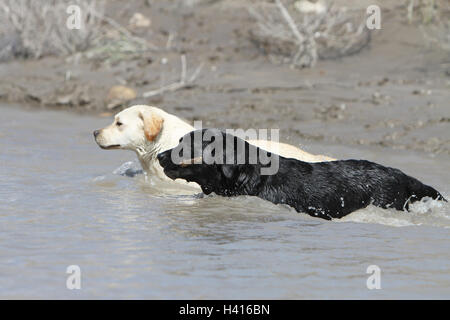 Hund Labrador Retriever zwei Erwachsene (schwarz und gelb) zu Fuß in den Fluss Stockfoto