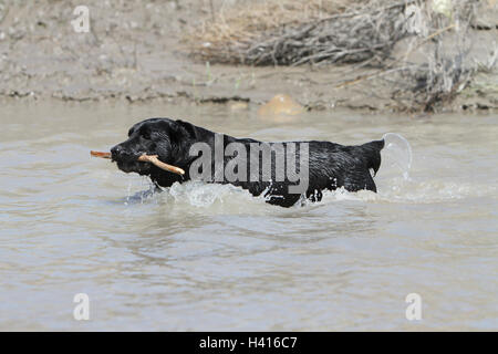 Labrador Retriever Hund den Fluss der Erwachsenen (schwarz) mit einem Stock im Maul Stockfoto