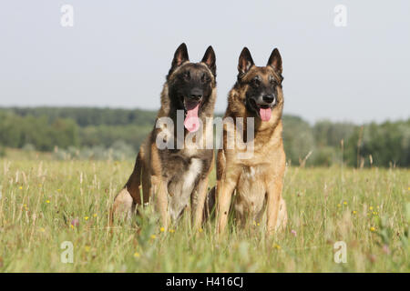 OG Belgischer Schäferhund Malinois zwei Erwachsene sitzen auf einer Wiese Stockfoto