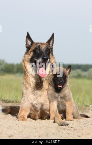 Belgischer Schäferhund Malinois Welpen und Erwachsene Porträt blauen Himmel Hund Stockfoto