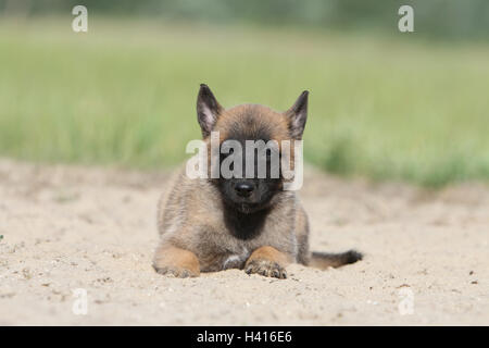 Belgischer Schäferhund Malinois Welpen Hund Stockfoto