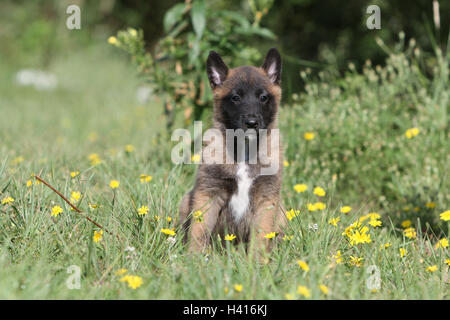 Belgischer Schäferhund Malinois Welpen Hund Stockfoto