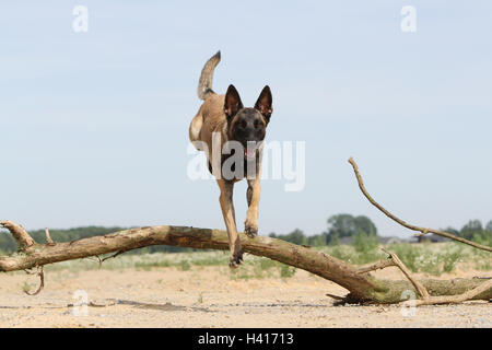 Hund Belgischer Schäferhund Malinois Erwachsenen über einen Baumstamm blauer Himmel springen Stockfoto