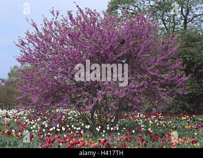 Garten, Tulpen, Judasbaum, Cerium CIS, Siliquastrum, Wiese, Blumen, Frühlingsblumen, Tulpe blüht, hell, bunt, Baum, Judasbaum, Caesalpiniaceae, Mimosa Pflanzen, Zierbaum, Zierpflanze, Botanik, Kauliflorie, Frühling Blüten, Frühling, Saison Stockfoto