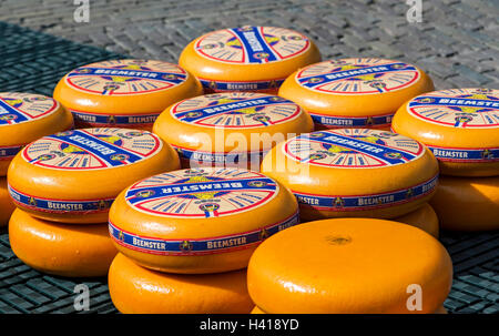 Runden der niederländischen Beemster Käse Räder auf dem Käsemarkt von Alkmaar, Niederlande Stockfoto