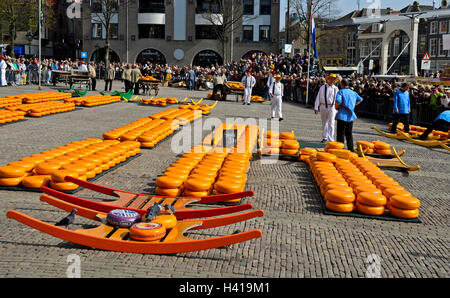 Runden der niederländischen Beemster Käse Räder auf dem Käsemarkt von Alkmaar, Niederlande Stockfoto