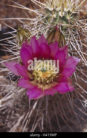 Kaktus, Echinocereus Engelmannii, Detail, Blüte, Pflanzen, Pflanzen, Kakteen, Sukkulenten, Erdbeer Kaktus, Erdbeer Kaktus, Engelmann Igel, Kaktus Blüte, Blüte, Botanik, Natur Stockfoto