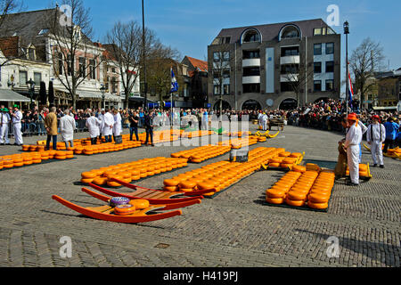 Runden der niederländischen Beemster Gouda-Käse auf dem Käsemarkt von Alkmaar, Niederlande Stockfoto