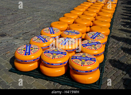 Runden der niederländischen Beemster Käse Räder auf dem Käsemarkt von Alkmaar, Niederlande Stockfoto