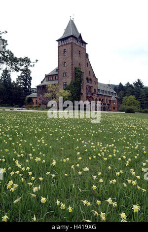 Deutschland, Saarland, Mettlach, Firma Villeroy & Boch, Gästehaus, Schloss Saar-Ecke, Park, Frühling, Europa, Haus, Gebäude, Backsteinbau, Backstein-Gebäude, Baustil, Architektur, baut 1902-03, Hotellerie, Tourismus, Ort von Interesse, Park, Wiese, Narzissen, Osterglocken, Blumen im Frühling Saison Stockfoto