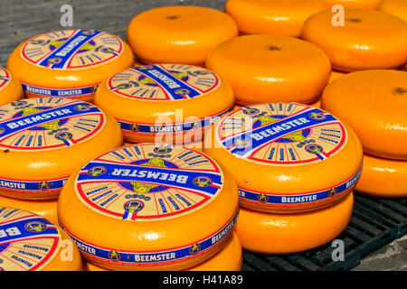 Runden der niederländischen Beemster Käse auf dem Käsemarkt von Alkmaar, Niederlande Stockfoto