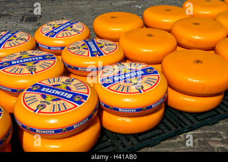 Runden der niederländischen Beemster Käse auf dem Käsemarkt von Alkmaar, Niederlande Stockfoto