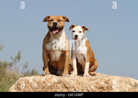 Amerikanischer Staffordshire-Terrier Hund / Amstaff / Erwachsene und Welpen stehen auf Rock weiß und rot Stockfoto