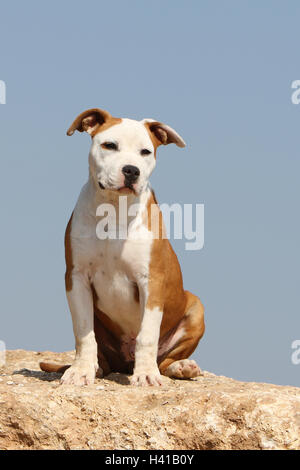 Amerikanischer Staffordshire-Terrier Hund / Amstaff / Erwachsene sitzen, sitzen, sitzen, Platz, auf einem Felsen blauen Himmel Stockfoto