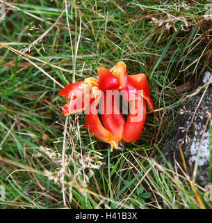 Eine rote Haube rot Waxcap Pilz (Hygrocybe Coccinea) Staffordshire England UK Stockfoto