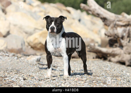 Amerikanischer Staffordshire-Terrier Hund / Amstaff / Erwachsenen stehen am Strand Stockfoto