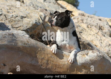 Amerikanischer Staffordshire-Terrier Hund / Amstaff / Erwachsene liegend auf einem Rock-schwarz Stockfoto