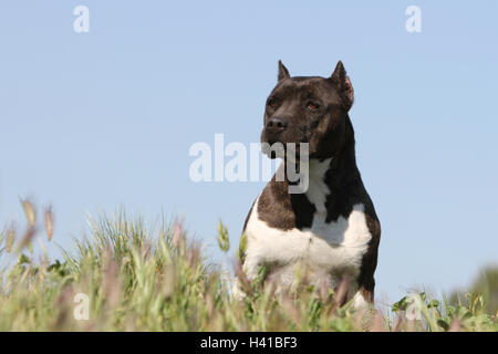 Amerikanischer Staffordshire-Terrier Hund / Amstaff Erwachsenen Porträt Stockfoto