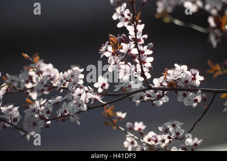 Cherry Plum, Prunus Cerasifera Nigra, Detail, Zweig, Blüten, Baum, türkische Kirsche, wilde Pflaumenbaum, wilden Pflaumen, Obst, Blüte, Blüte, Pflanze, Nutzpflanze, Obst Wald, Obstbaum, Blut-Pflaume, Kirsche, Pflaume, Myrobalane, Plum Blossom, weiß, Saison Stockfoto