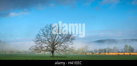 Great-Smoky-Mountains-Nationalpark, Tennessee: Morgensonne und Clearing Nebel mit einzelnen Eiche in Cades Cove, Vorfrühling Stockfoto