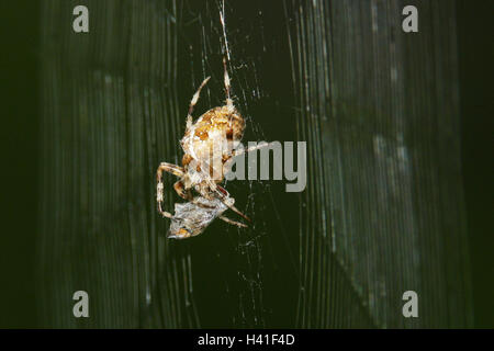 Spinnen Netz Kreuzspinne Araneus Diadematus, Beute, Spin eine Web, Tiere, Tier, Spinnerei, Spinne, Arachnid, Web-Spider, Orb-Weaver Spider, Araneidae, Netzwerk, Radian Netzwerk, Spinnen Gewebe, Fäden spinnen, net, Fall, Schwebfliege, gefangen, Stockfoto