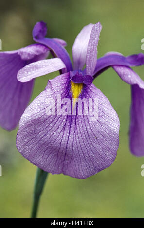 Japanische Sumpf Iris Iris Kaempferi, Detail, Blüte, lila, Natur, Vegetation, Botanik, Pflanze, Zierpflanze, Blume, Iris Pflanzen, Iridaceae, Reed Lilie, Iris, Marsh Iris, Blüten, Blütenblätter, nass, Wasser, Tropfen Wasser, Tautropfen, Seil, draußen Stockfoto