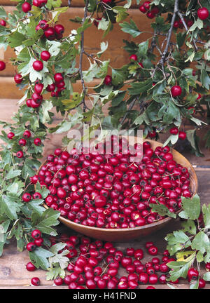 Weißdorn, Crataegus Elongata, Zweige, Peel, Obst, Pflanze, Strauch, Zierstrauch, rose Pflanze, Zweige, Blätter, Weißdorn, Beeren Stockfoto