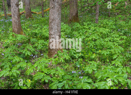 Great-Smoky-Mountains-Nationalpark, Tennessee: Mayapples, wilde blaue Phlox und gelbe trillium Stockfoto