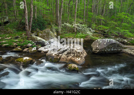 Great-Smoky-Mountains-Nationalpark, Tennessee: blühende Hartriegel auf dem mittleren Stift Flüsschen im Frühjahr Stockfoto