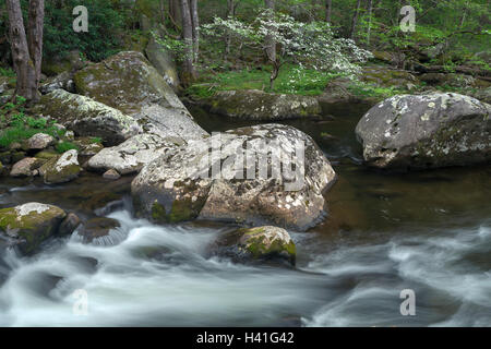 Great-Smoky-Mountains-Nationalpark, Tennessee: blühende Hartriegel auf dem mittleren Stift Flüsschen im Frühjahr Stockfoto