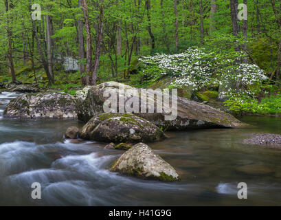 Great-Smoky-Mountains-Nationalpark, Tennessee: blühende Hartriegel auf dem mittleren Stift Flüsschen im Frühjahr Stockfoto