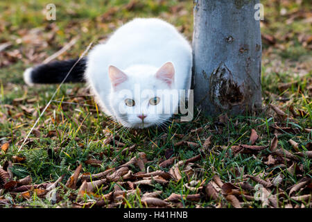 Weiße Katze mit schwarzem Schweif immer bereit, beim Sitzen auf dem Rasen springen Stockfoto