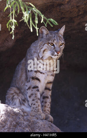 Rock, Grube, roter Luchs, Lynx Rufus, Wachsamkeit, Tierwelt, Wildlife, Wildnis, Tiere, Tier, Säugetiere, Säugetier, Wildtiere, Wildtier, Raubtiere, Raubtier, Raubkatze, Carnivora, Luchs, Schutz bedrohter Arten, gefährdet, droht, draußen Stockfoto