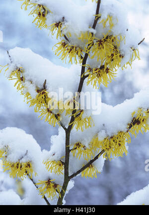 Magische Nuss, Hamamelis spec, Detail, Zweig, Blüte, Schnee, Hamamelisgewächse, magische Nuss Pflanzen, Hemamelidaceae, Chinesisch magische Nuss, Hamamelis Mollis, Blütenstand, Blüten, Winterblüher, Zierpflanze, Zierpflanzen, Heilpflanzen, Heilpflanzen, Stauden, Sträucher, Ziersträucher, Zierstrauch, Pflanze, Pflanzen, Natur, Winter, Saison Stockfoto