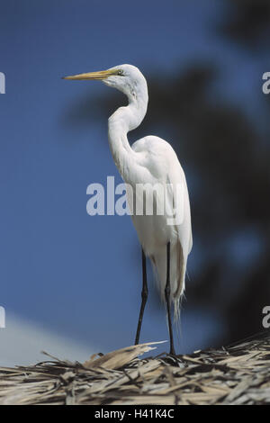 Reiher, Casmerodius Albus, Vögel, Vogel, wilde Tiere, wildes Tier, Stelzenvogel, Stelzvögel, Schreitvögel, Schreitvogel Schreitvögel, Reiher, Ardeidae, Silberreiher Stockfoto