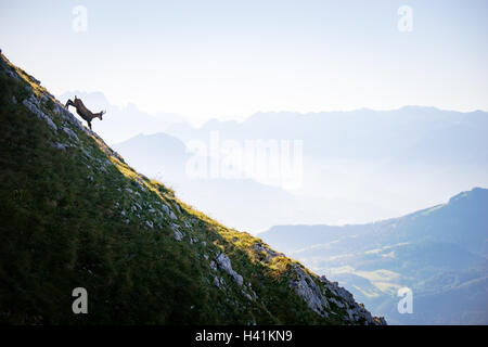 Sämischleder Ziege auf Berge, Alpen, Salzburg, Österreich Stockfoto