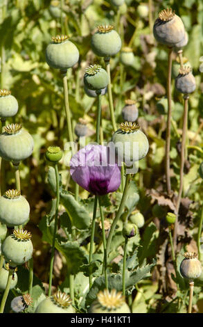 Türkei, Afyon, Wiese, Poppy seed, Papaver, Detail, Kapseln, Blüte, Mauve, Süd-Ost, Europa, Mohnfeld, Anbau, Mohn, Pflanzen, Fadeds, Mohn-Kapseln, Samen, Kapseln, grün, Erhöhung, Ausbreitung, Sprungseile, Blumen, Mohn Samenpflanzen, cu Stockfoto