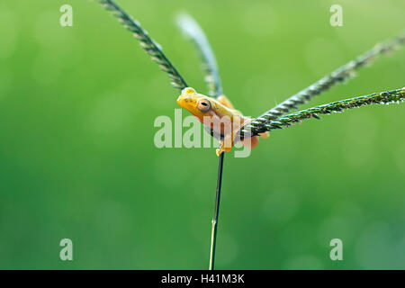 Miniatur-Frosch sitzt auf Pflanze, Indonesien Stockfoto