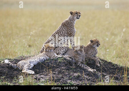 Steppe, Geparden, Acinonyx Jubatus, Gruppe, Lüge, Aufmerksamkeit, Natur, Savanne, Hill, Zoologie, Tierwelt, Wildlife, Wildnis, Tiere, wilde Tiere, Säugetiere, Raubtiere, Großkatzen, Geparden, das schnellste Landsäugetier, Gepard, vier Stockfoto