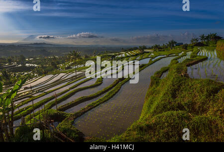 Reisterrassen, Jatiluwih, Bali, Indonesien Stockfoto